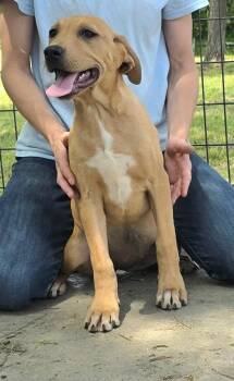 Labrador Retriever and Golden Retriever Dogs Available for Adoption in Watertown, Connecticut - Sailor  | PetCurious
