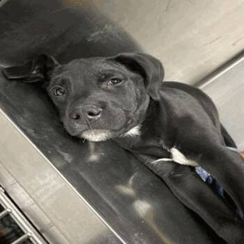 American Staffordshire Terrier Dogs Available for Adoption in Indianapolis, Indiana - Comet | PetCurious