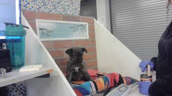 German Shepherd Dog and Mixed Breed Dogs Available for Adoption in Houston, Texas - A2072383 | PetCurious