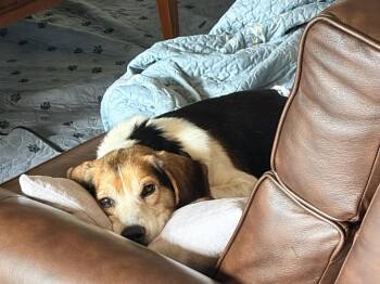 Chester -  Beagle Dog for Adoption in Livonia, Michigan - Chester | PetCurious