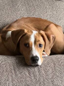 Hound Dogs Available for Adoption - Lefty | PetCurious