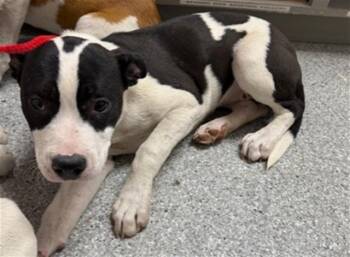 Pit Bull Terrier and Mixed Breed Dogs Available for Adoption in Pasadena, Texas - A184328 | PetCurious