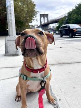 Rescue Mixed Breed Dogs for Adoption in New York, New York - Lily | PetCurious