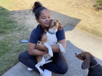 Beagle Dogs Available for Adoption - Dasher | PetCurious