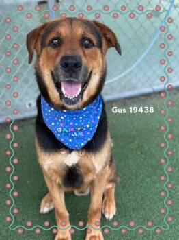 GUS -  Shepherd Dog Available for Adoption in Marietta, Georgia - GUS | PetCurious