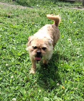 Pug and Yorkshire Terrier Dogs Available for Adoption in Saint James, Minnesota - Hank | PetCurious