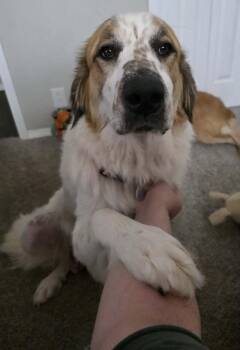 Great Pyrenees Dogs Available for Adoption in Kiowa, Oklahoma - Wynonna Dudd  | PetCurious