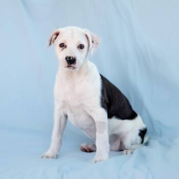 Spaniel and Terrier Dogs Available for Adoption in San Diego, California - Emmy Pup - Juliana - Adopted! | PetCurious
