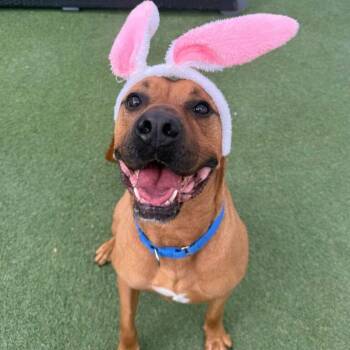 Hippo -  Bullmastiff Dog for Adoption in San Diego, California - Hippo | PetCurious