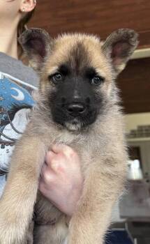 *Maxim -  German Shepherd Dog Dog for Adoption in Fort Worth, Texas - *Maxim | PetCurious