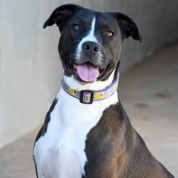 Ellie -  Pit Bull Terrier and Mixed Breed Dog for Adoption in Springfield, Missouri - Ellie | PetCurious