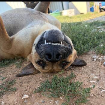 Nibblet -  Terrier Dog for Adoption - Nibblet | PetCurious