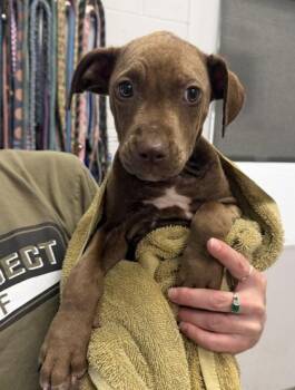Peach -  Mixed Breed Dog for Adoption in Kansas City, Missouri - Peach | PetCurious