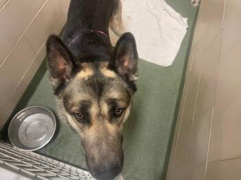 German Shepherd Dog Dogs Available for Adoption - SAMMY | PetCurious