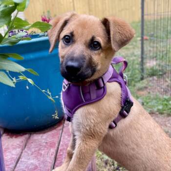 German Shepherd Dog and Labrador Retriever Dogs Available for Adoption in Fayetteville, Georgia - Rapunzel | PetCurious