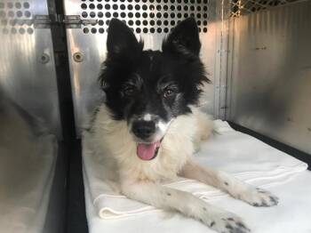 FELICITY -  Border Collie and Mixed Breed Dog for Adoption in Tustin, California - FELICITY | PetCurious
