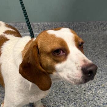 Rescue Beagle Dogs for Adoption in Greenville, South Carolina - Doodle Bug | PetCurious