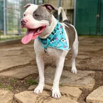 Izzy Incredible -  American Bully and Pit Bull Terrier Dog for Adoption in Friendswood, Texas - Izzy Incredible | PetCurious