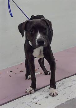 Rescue Labrador Retriever Dogs for Adoption in Houston, Texas - DIAMOND | PetCurious