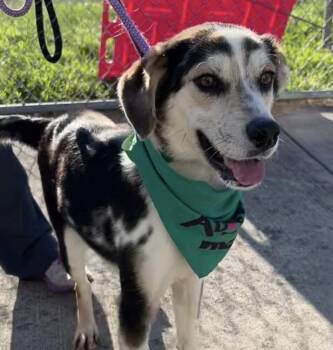 Teddy -  Beagle Dog for Adoption in Washington, District Of Columbia - Teddy | PetCurious