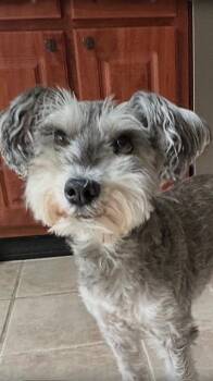 Toby -  Miniature Schnauzer Dog for Adoption in Fanwood, New Jersey - Toby | PetCurious