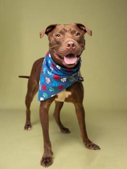 HEATH BAR -  Pit Bull Terrier and Mixed Breed Dog for Adoption in Atlanta, Georgia - HEATH BAR | PetCurious