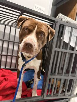 Rescue Pit Bull Terrier Dogs for Adoption in Denham Springs, Louisiana - Odin | PetCurious