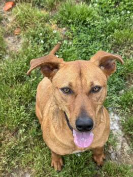 Jill -  Mixed Breed Dog for Adoption in Tullahoma, Tennessee - Jill | PetCurious
