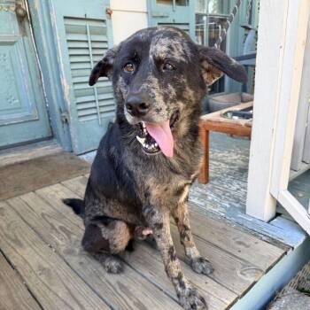 Bruno Jay -  Shepherd and Catahoula Leopard Dog Dog for Adoption in Abbotsford, British Columbia - Bruno Jay | PetCurious