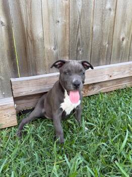 Pit Bull Terrier Dogs Available for Adoption in Yonkers, New York - Hugs | PetCurious