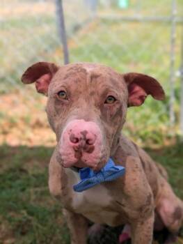 Terrier Dogs Available for Adoption in Gulfport, Mississippi - Moose | PetCurious