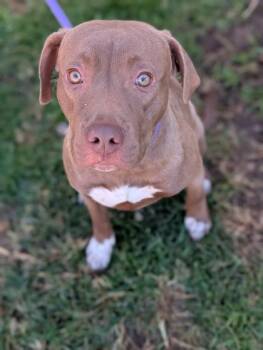 Charlston -  Pit Bull Terrier Dog for Adoption in Gulfport, Mississippi - Charlston | PetCurious