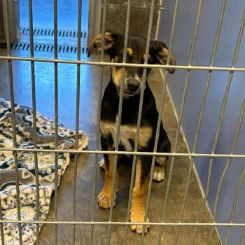 Cole -  Shepherd and Mixed Breed Dog Available for Adoption in Show Low, Arizona - Cole | PetCurious