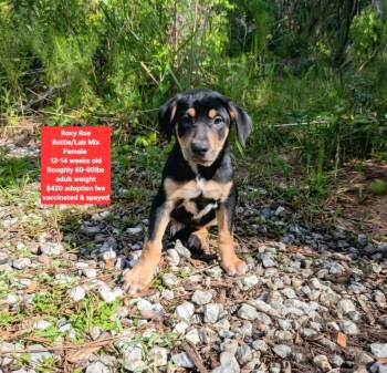 Roxy Rae -  Rottweiler and Labrador Retriever Dog for Adoption in Oviedo, Florida - Roxy Rae | PetCurious