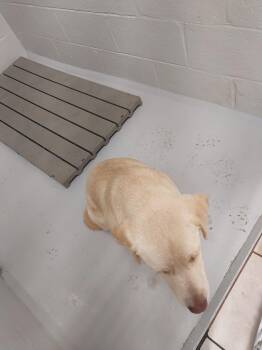 Mellow -  Labrador Retriever Dog for Adoption in Mocksville, North Carolina - Mellow | PetCurious