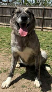 Adelind -  Husky and Mixed Breed Dog for Adoption in Pratt, Kansas - Adelind | PetCurious