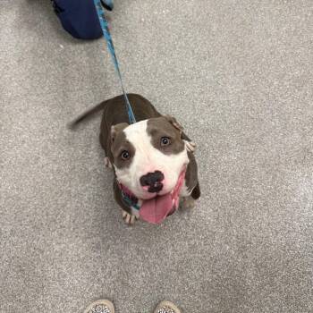 Ella -  Pit Bull Terrier Dog for Adoption in Durango, Colorado - Ella | PetCurious