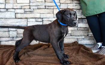 Rainier -  Labrador Retriever and Rottweiler Dog Available for Adoption in Yakima, Washington - Rainier | PetCurious