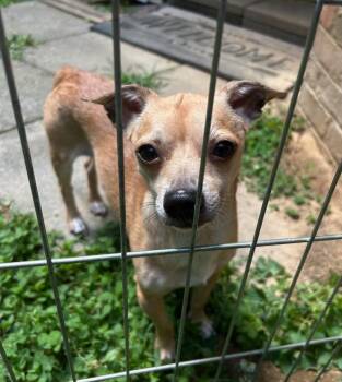 Banks -  Chihuahua Dog for Adoption in Blountville, Tennessee - Banks | PetCurious