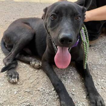 Trucker -  Black Labrador Retriever and Mixed Breed Dog for Adoption in Austin, Texas - Trucker | PetCurious