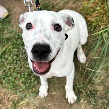 Faith -  Pit Bull Terrier and Mixed Breed Dog for Adoption in Fort Collins, Colorado - Faith | PetCurious