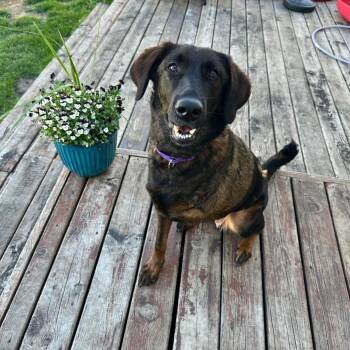 Cordelia -  Mixed Breed Dog for Adoption in Tomah, Wisconsin - Cordelia | PetCurious
