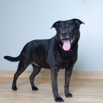 Mavis D70102 -  Pit Bull Terrier and Black Labrador Retriever Dog for Adoption in Minnetonka, Minnesota - Mavis D70102 | PetCurious