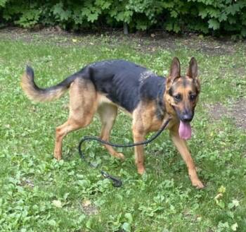 JUNE -  German Shepherd Dog Dog for Adoption - JUNE | PetCurious
