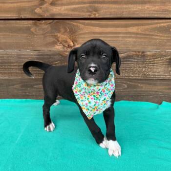 Kumquat -  Terrier and Mixed Breed Dog for Adoption in Carencro, Louisiana - Kumquat | PetCurious