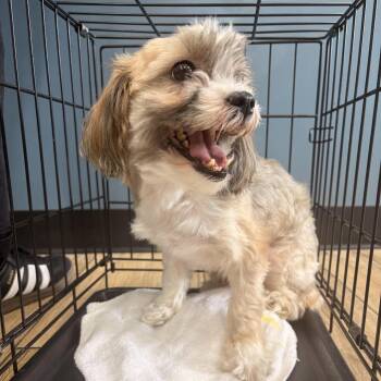 Coco Chanel -  Shih Tzu and Yorkshire Terrier Dog for Adoption in Newark, New Jersey - Coco Chanel | PetCurious