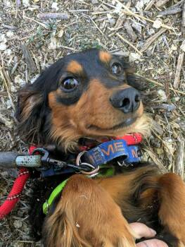 Dachshund Dogs Available for Adoption in Pueblo, Colorado - Beethoven | PetCurious