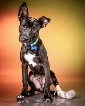 Rescue Pit Bull Terrier Dogs for Adoption in Corona, California - Kodiak | PetCurious