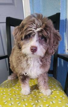 Misty -  Labradoodle and Standard Poodle Dog for Adoption in Victorville, California - Misty | PetCurious