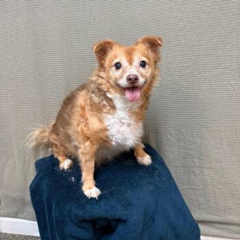 Chihuahua Dogs Available for Adoption in Fresno, California - Sherri | PetCurious